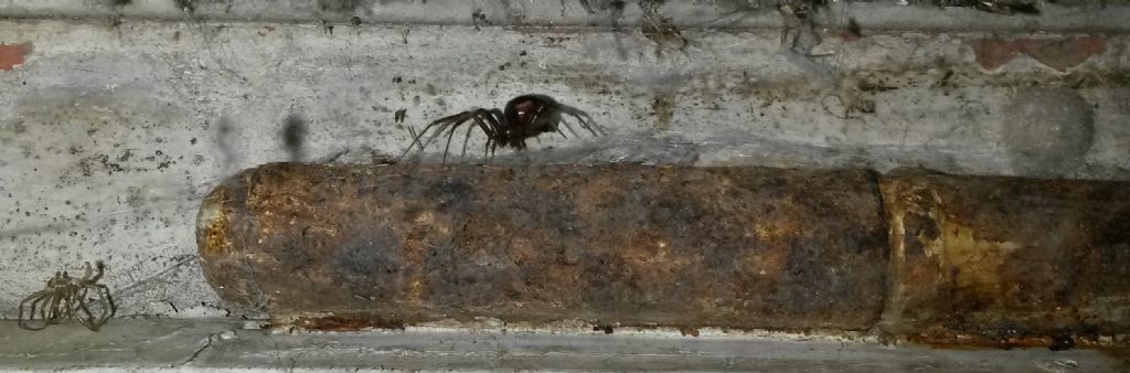 Steatoda grossa - Roma